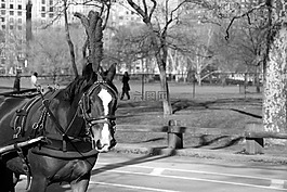 馬,馬車,曼哈頓