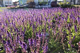 食品,吃,無花果