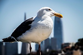 海鷗,鳥,關(guān)閉
