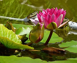 睡蓮,花園池塘,水生植物