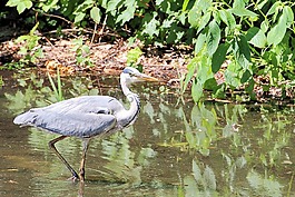 蒼鷺,東部,鳥