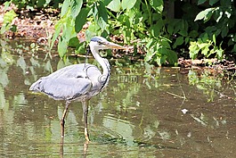 蒼鷺,東部,鳥