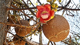炮彈樹,花,花茶
