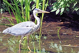 蒼鷺,東部,鳥