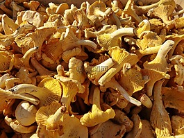 蘑菇,chanterelles,市場