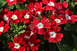 馬鞭,花,紅色