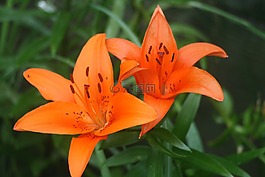 虎百合,花,百合