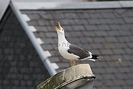 鳥,海鷗,動物