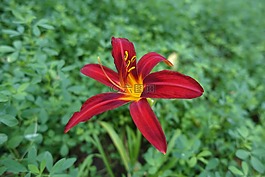 自然,夏天,花