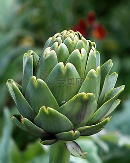 自然,植物區(qū)系,花