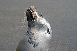 加拉帕戈斯,海獅,海洋