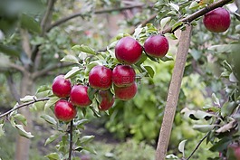 花園,蘋果,水果