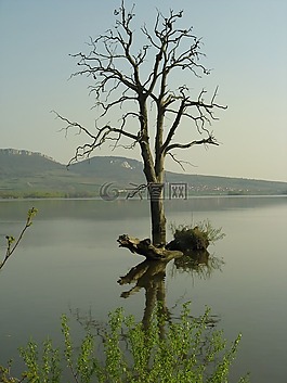 樹(shù),湖,性質(zhì)