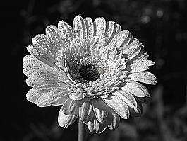 花,植物區(qū)系,自然