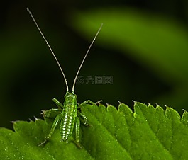 昆蟲,bespozvonochnoe,性質(zhì)