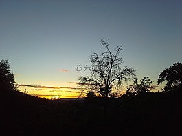日落,樹,傍晚的天空