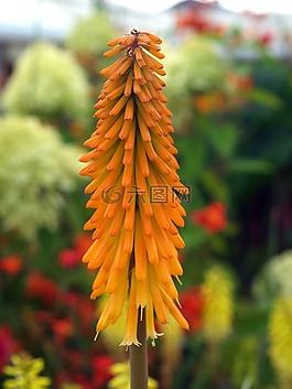 自然,花,戶外
