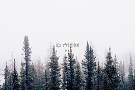 自然,森林,樹(shù)