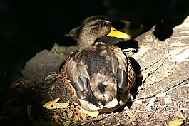 鴨,鴨鳥,水禽