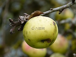 蘋果,秋季,蘋果樹