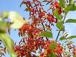 灌木,性質(zhì),植物