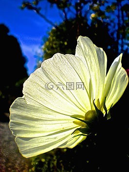 白色的花,晚上花,蝴蝶