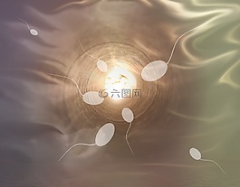 精子,施肥,活