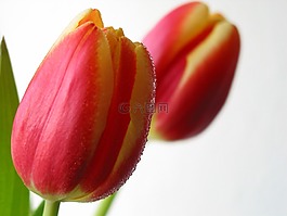 郁金香,花,春