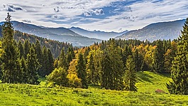 山,查看,森林