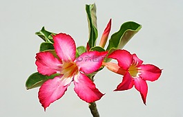沙漠,玫瑰,熱帶