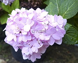 花,馬蹄蓮,植物