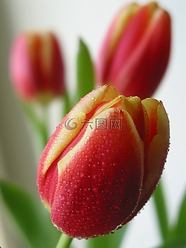 春,郁金香,花的