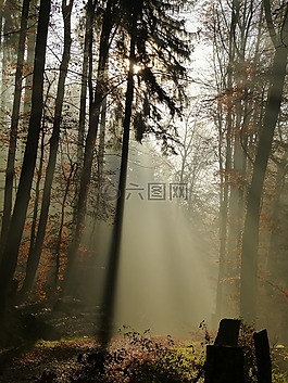 森林,霧,心情