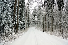 雪,冬天,弗羅斯特