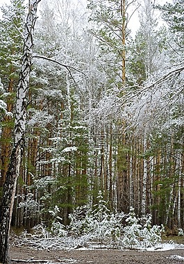 森林,春天,雪在可以