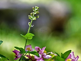 鮮花,特寫,粉紅色