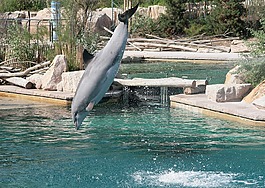 動(dòng)物園,動(dòng)物,性質(zhì)