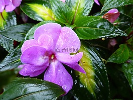 花,紫色,植物