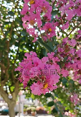 鮮花,樹,美