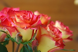 玫瑰,花,春