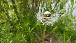 蒲公英,字段,野花