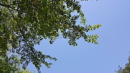 天空,秋天的天空,樹(shù)葉