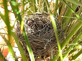 鳥巢,性質(zhì),巢