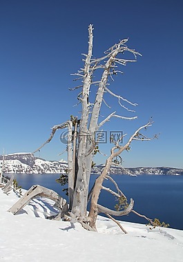 雪,樹,火山口