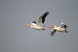鵜鶘,飛,鳥(niǎo)