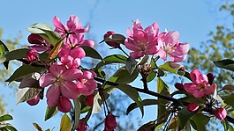 花卉,性質(zhì),植物
