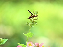 鮮花,特寫,粉紅色