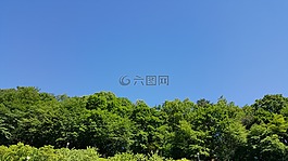 天空,秋天的天空,森林