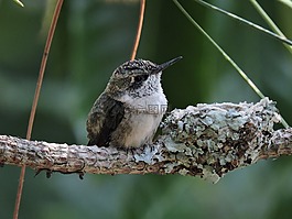 蜂鳥,鳥,嬰兒