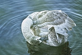 天鵝,小天鵝,水
